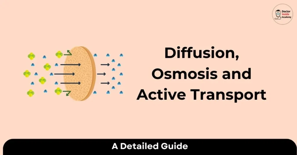 Diffusion, Osmosis & Active Transport: Key Differences Explained
