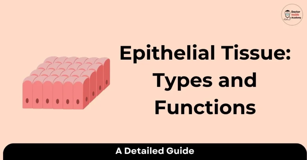 Epithelial Tissue: Types, Functions, and Key Characteristics Explained