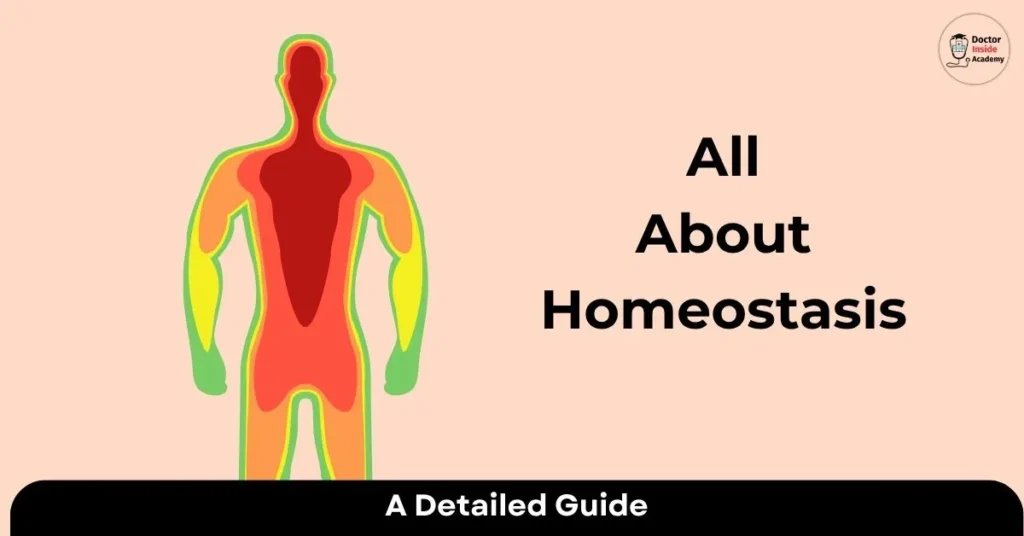 All About Homeostasis: Definition, Mechanisms & Examples in Biology