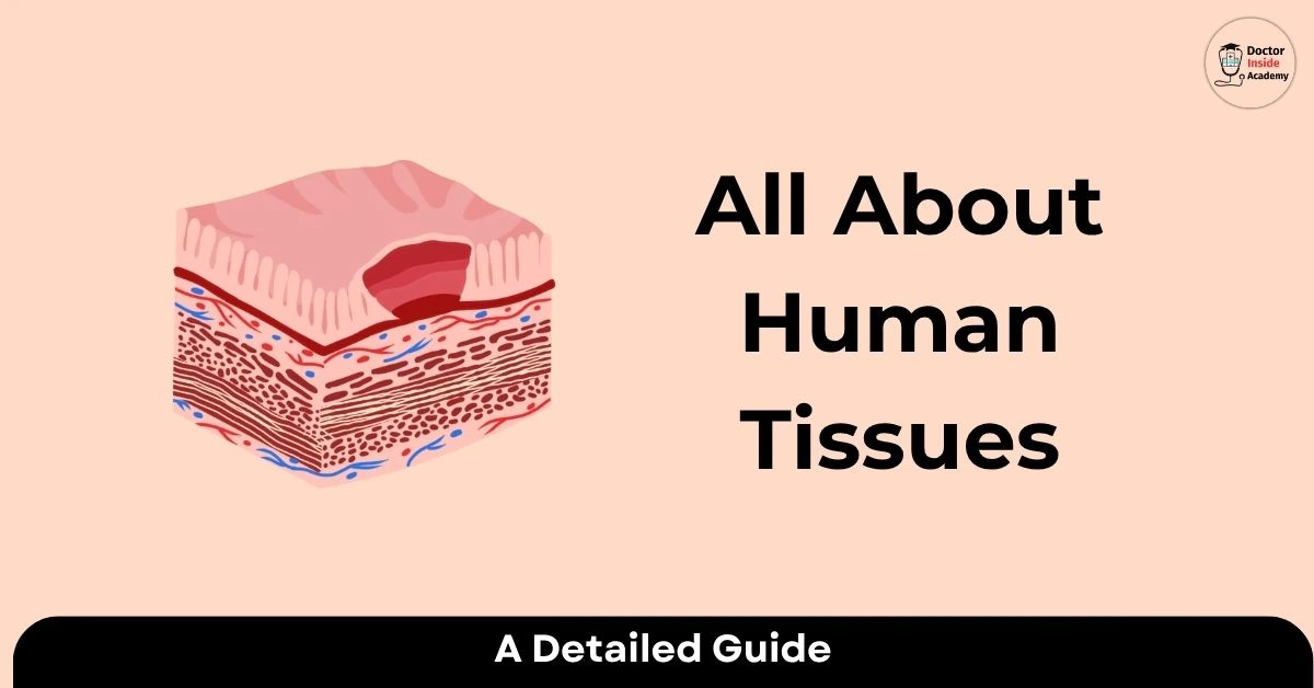 Tissue Involved All About Tissues: Definition, Types, and Functions - Doctor Inside Academy