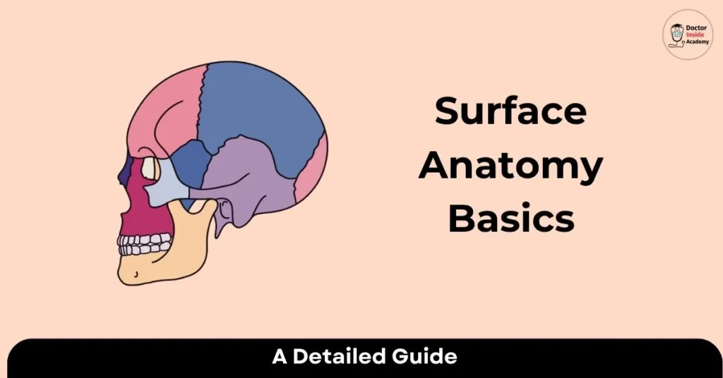 Surface Anatomy Basics: Key Landmarks and Terminology
